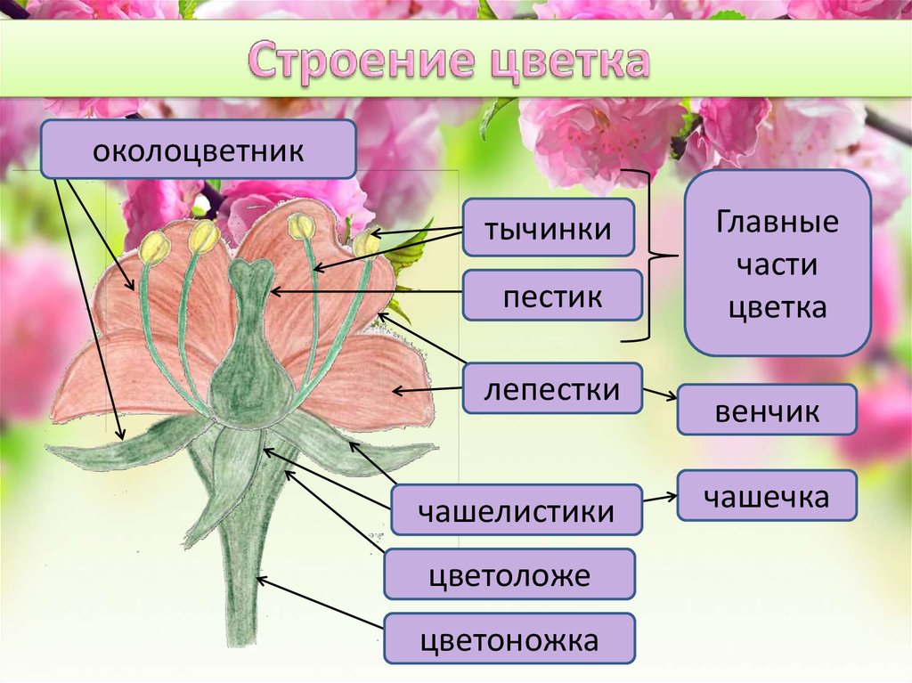 Куда можно отнести цветы. Цветок цветоложе околоцветник. Строение цветка околоцветник схема. Схема главные части цветка и околоцветник. Части цветка околоцветник.