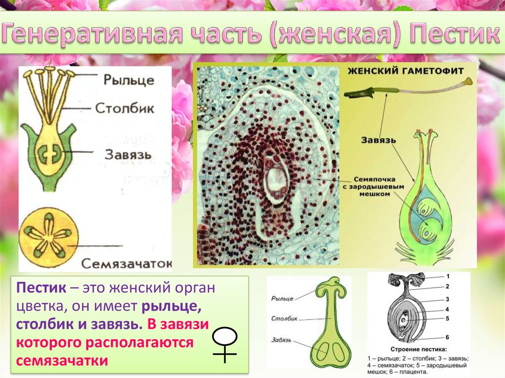 Какие половые клетки образуются в пестике. Завязь цветковых растений. Строение пестика генеративная клетка. Строение завязи и семяпочки. Строение завязи цветка.