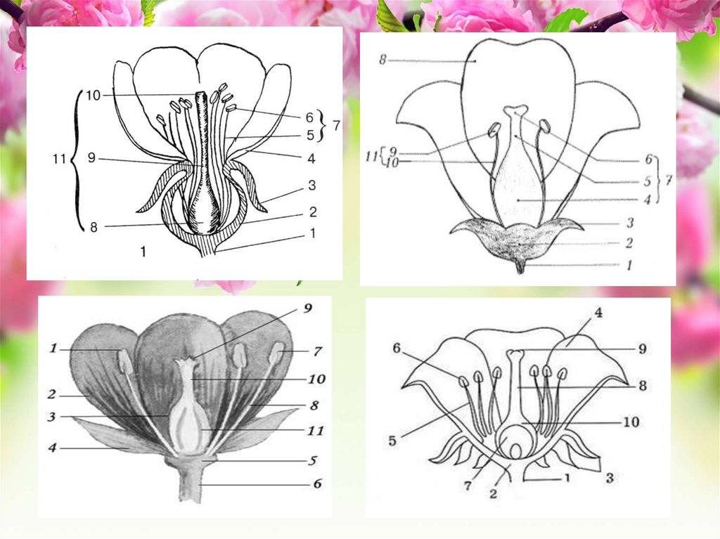 Строение цветка рисунок. Строение цветка амариллиса схема. Генеративный орган цветок строение. Генеративные части цветка.