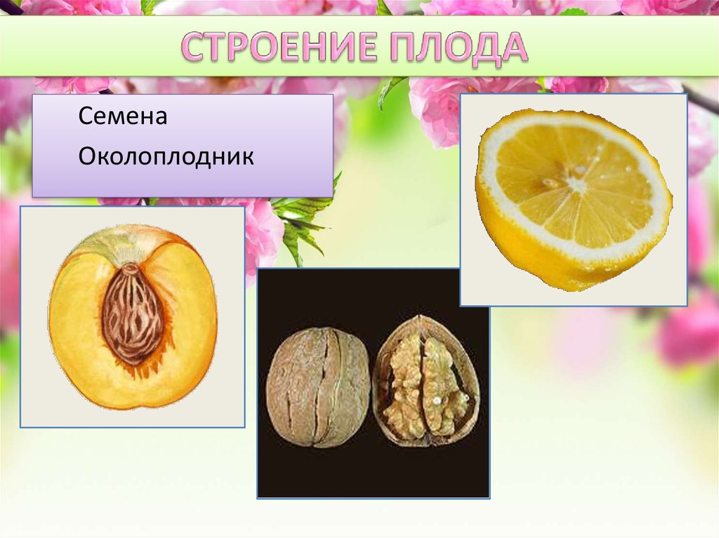 Околоплодник плода образуется из. Околоплодник персика. Околоплодник и семя. Околоплодник у плодов цветковых растений. Строение плода растения.