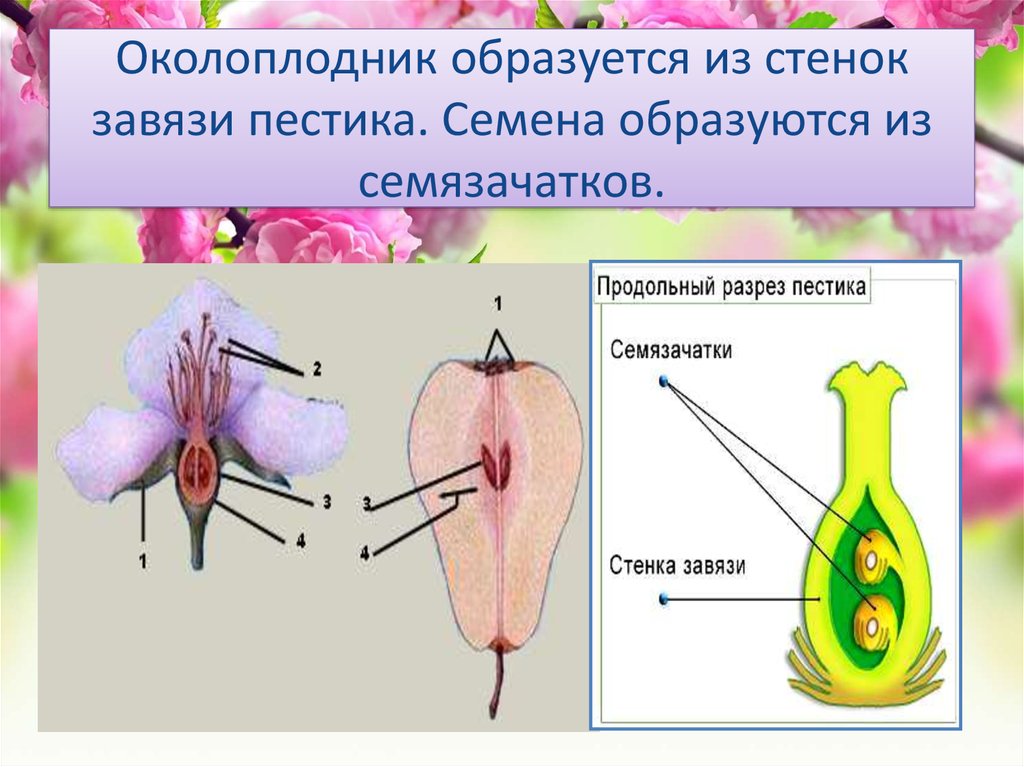 Генеративные органы капли масла. Завязь и околоплодник. Околоплодник у цветковых растений. Завязь биология околоплодник. Семязачатки внутри завязи пестика.