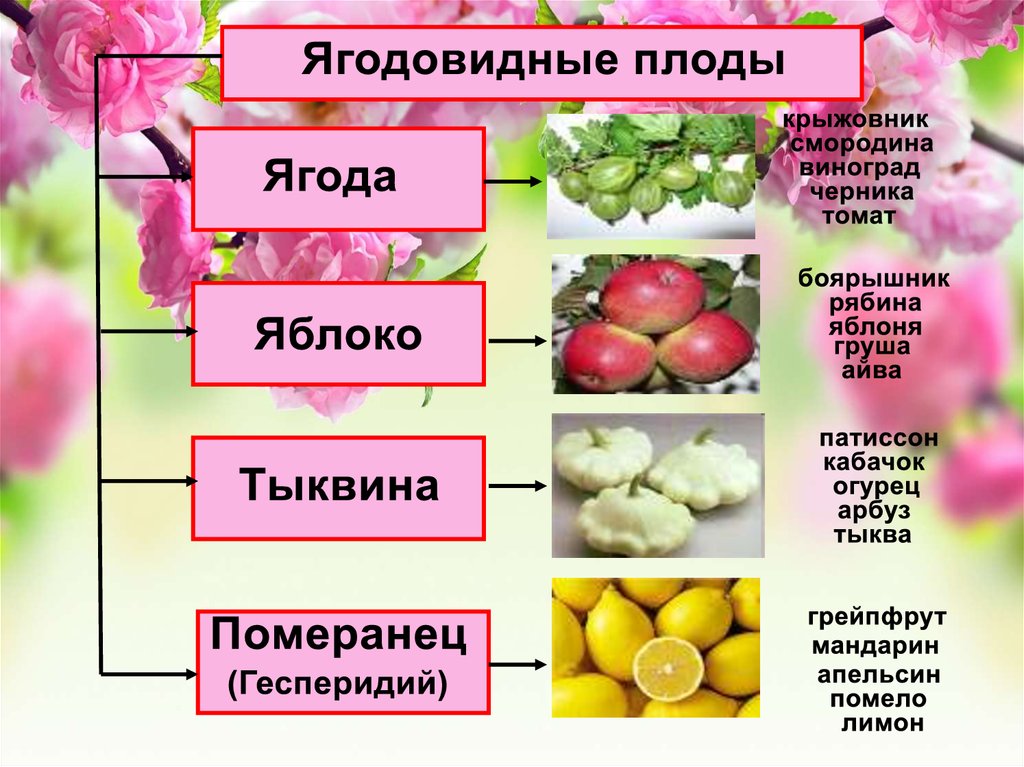 Основные группы плодов