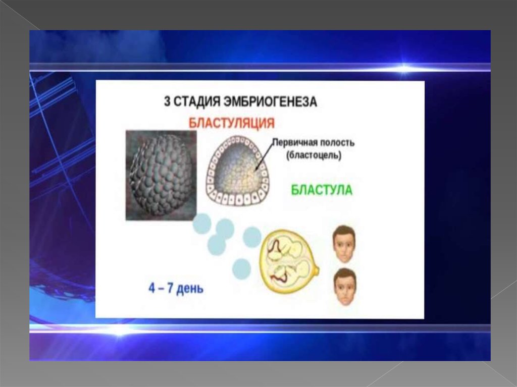 Эмбриогенез презентация 10 класс профильный уровень