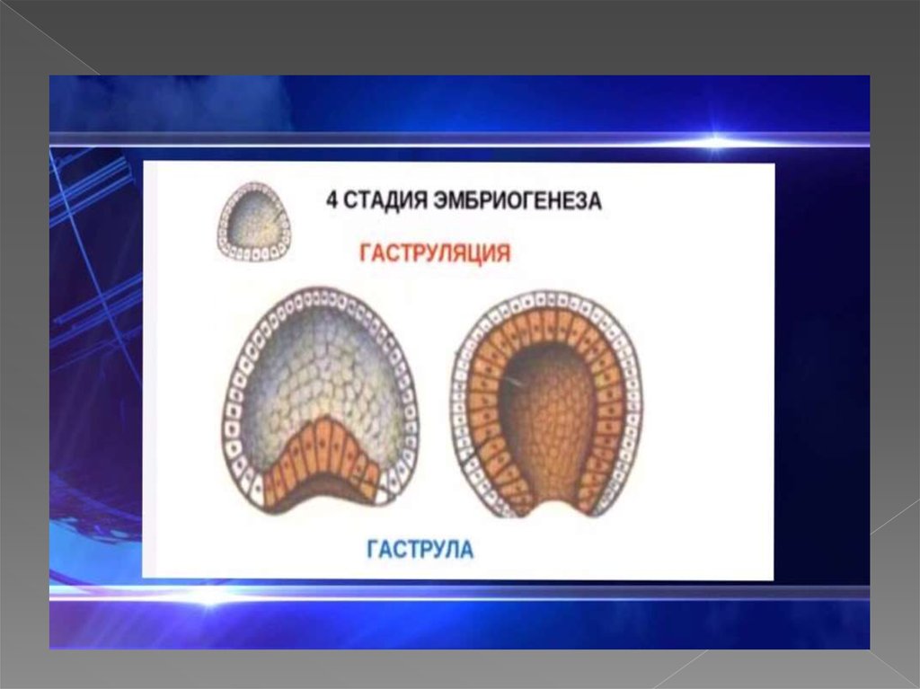 Эмбриогенез 10 класс презентация