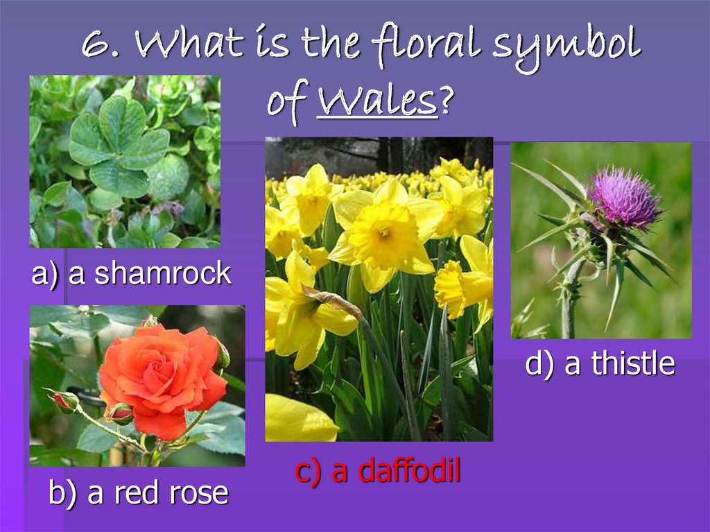 6. What is the floral symbol of Wales?
