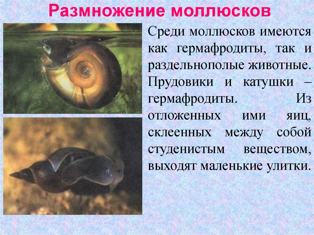 Размножение моллюсков