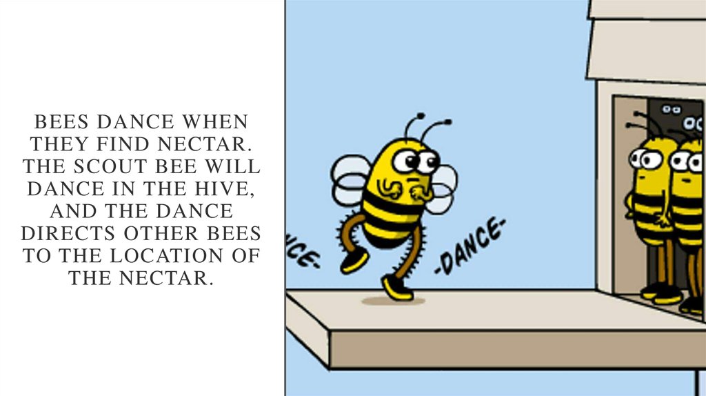 Bees dance when they find nectar. The scout bee will dance in the hive, and the dance directs other bees to the location of the