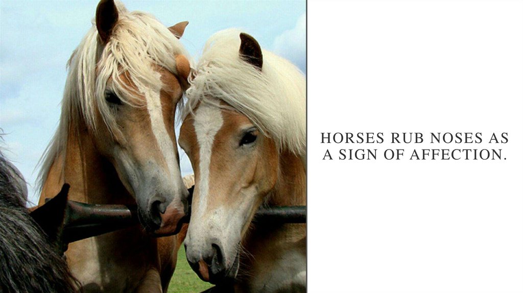 Horses rub noses as a sign of affection.