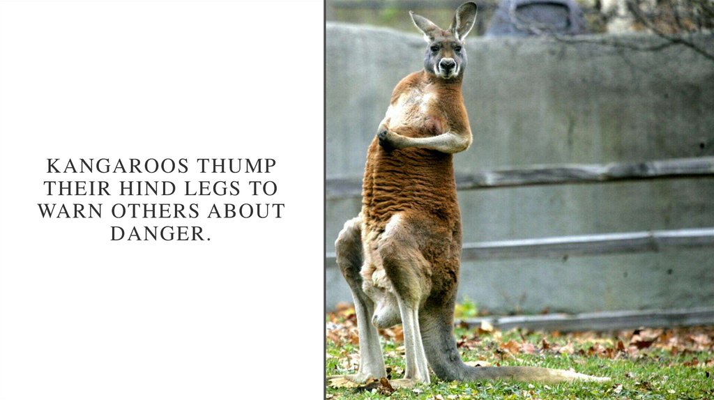 Kangaroos thump their hind legs to warn others about danger.