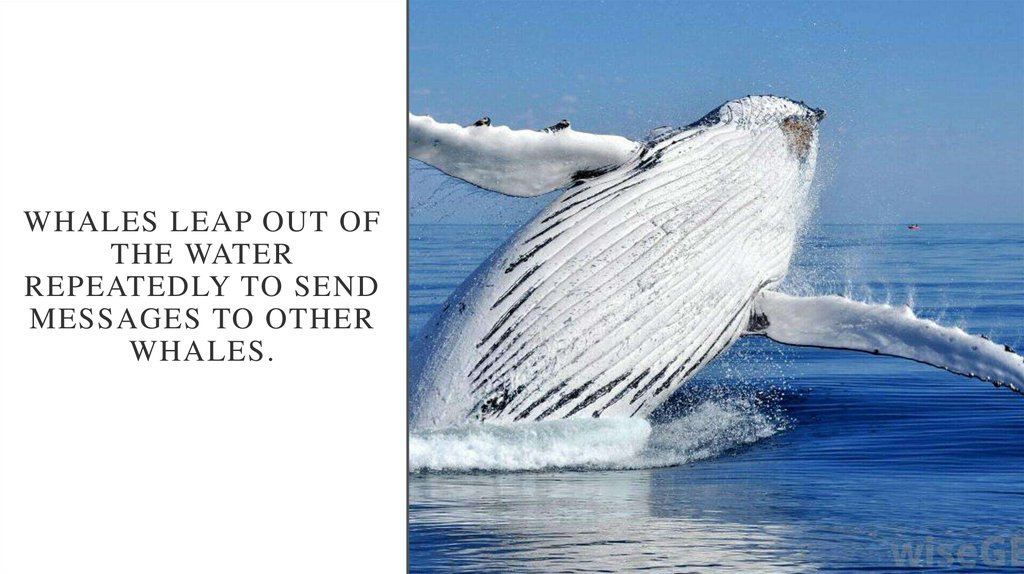 Whales leap out of the water repeatedly to send messages to other whales.
