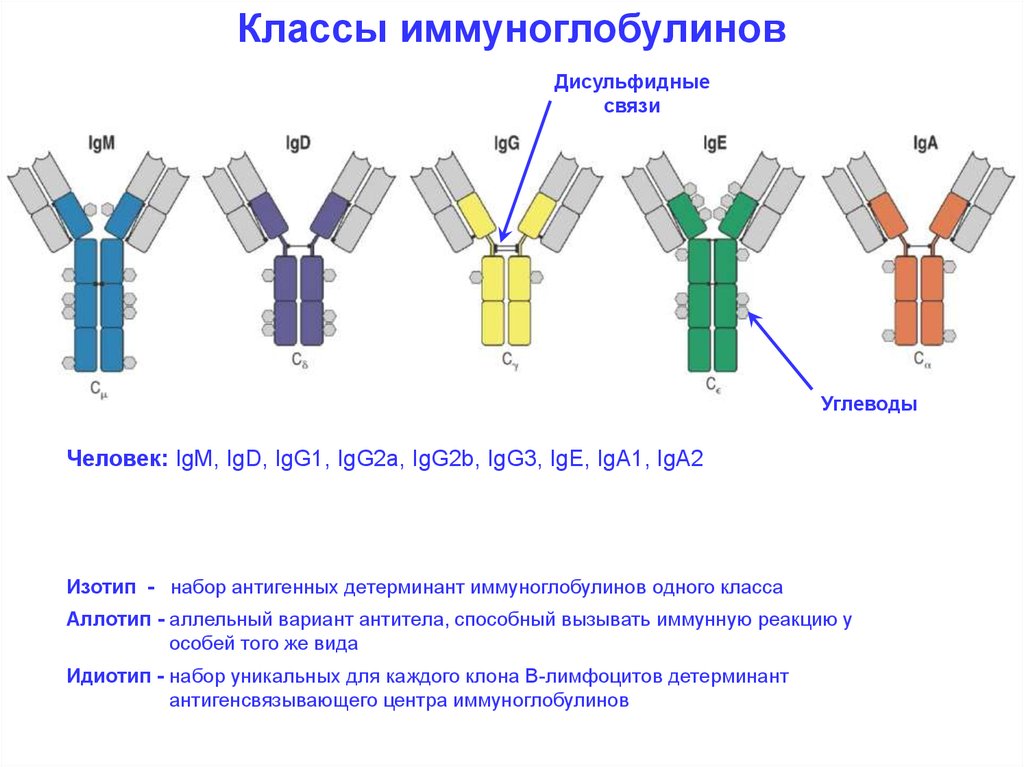 Группа иммуноглобулинов. Иммуноглобулины классы и функции. Классы иммуноглобулинов микробиология. Иммуноглобулины строение классы. Функции иммуноглобулинов.