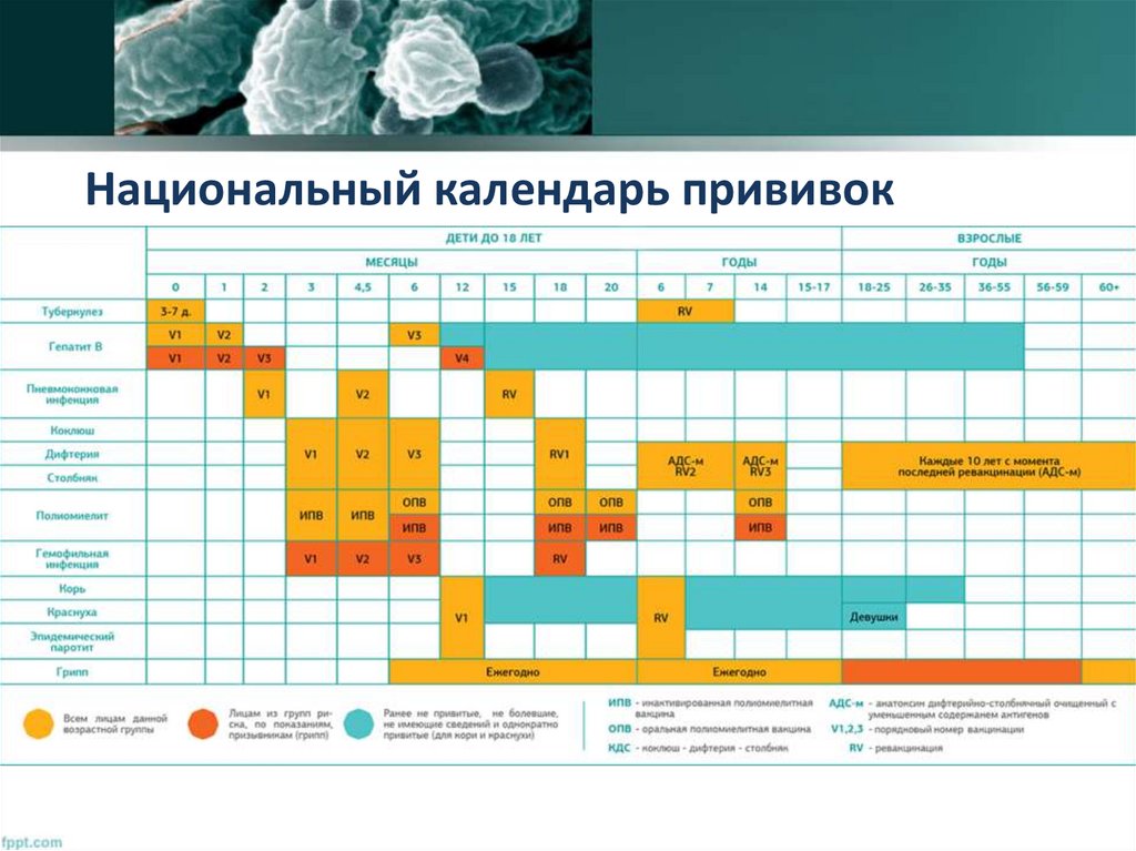 Национальный календарь прививок рф приказ