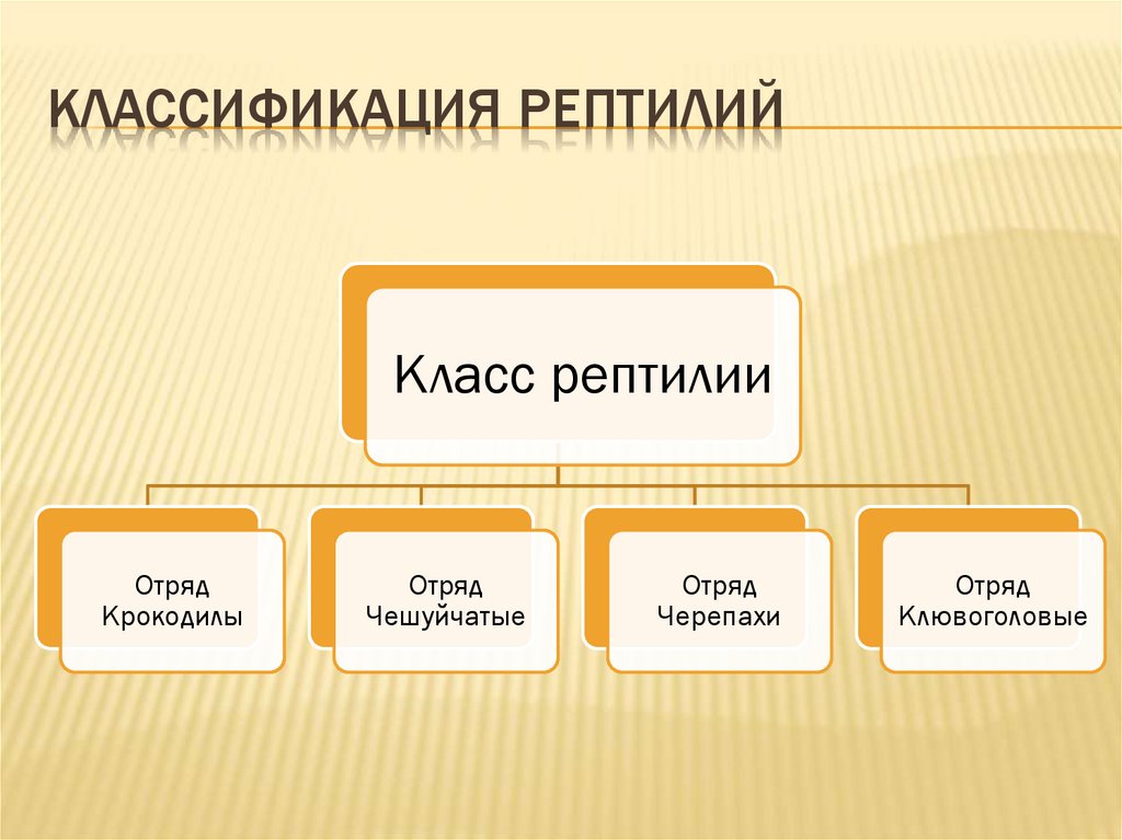 Классификация пресмыкающихся схема. Систематика класса рептилии. Классификация пресмыкающихся.