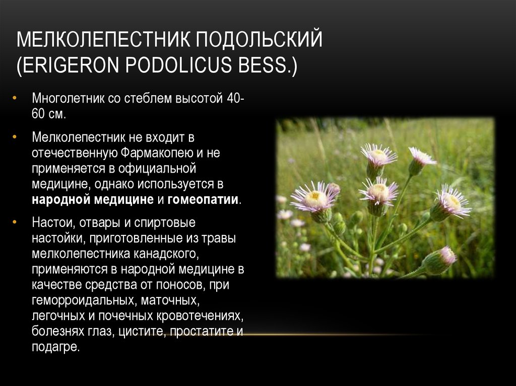 Характеристика сложноцветных 7 класс биология. Мелколепестник одноцветковый Erigeron  uniflorus. Мелколепестник Подольский. Паспорт сложноцветных. Гинецей мелколепестника канадского.