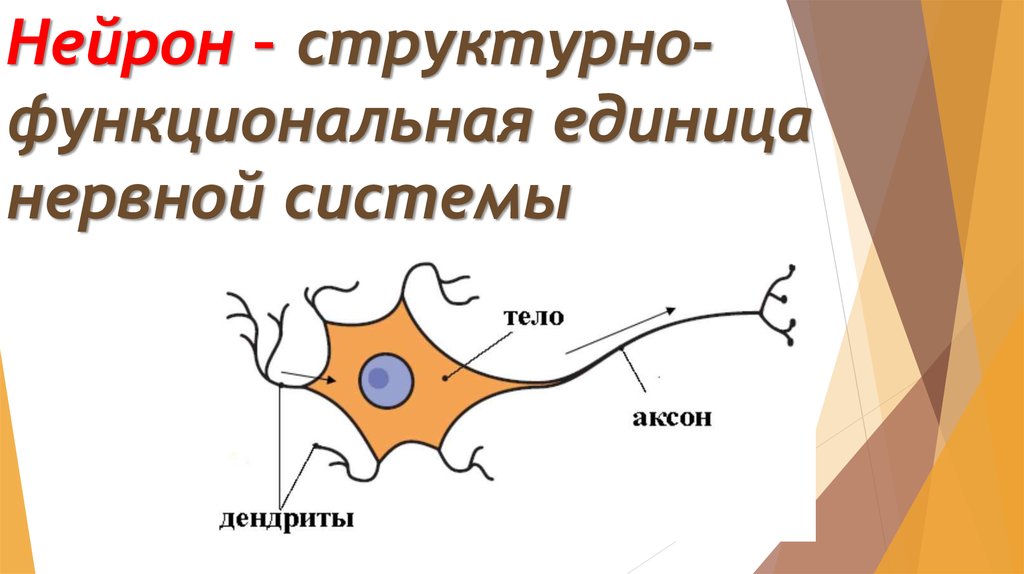 Нейрон структурная и функциональная единица почки