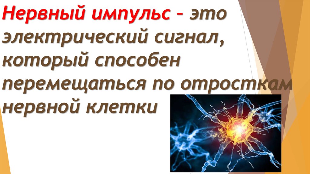 Нервный импульс – это электрический сигнал, который способен перемещаться по отросткам нервной клетки