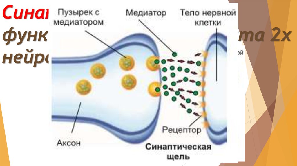 Синапс – место функционального контакта 2х нейронов