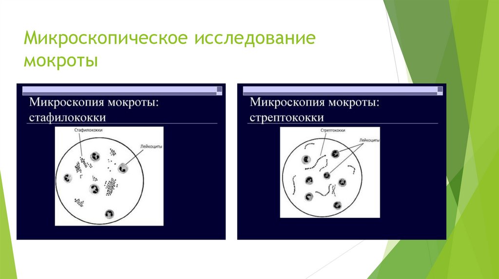 Микроскопическое исследование