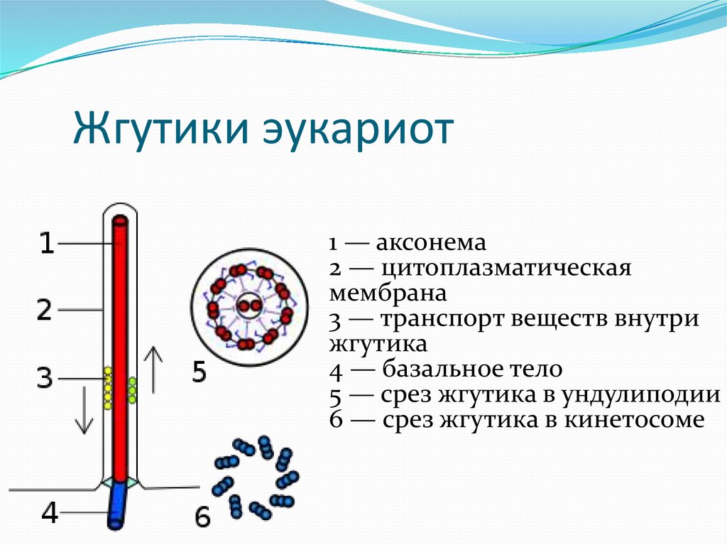 Для жгутиков эукариот характерно