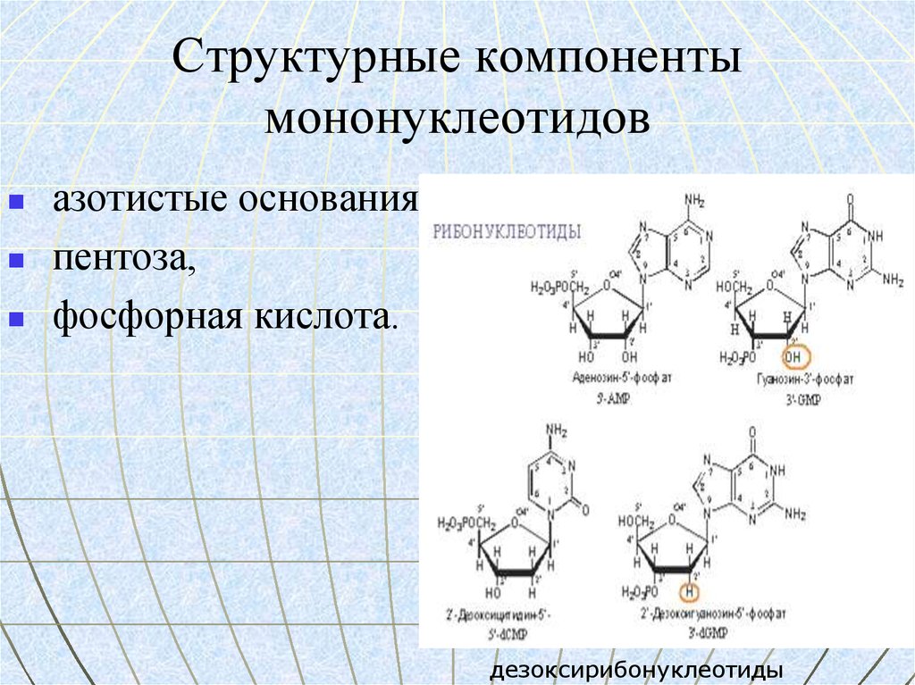 Являются структурными элементами. Структурные компоненты мононуклеотидов. 3 Компонента любого мононуклеотида. Принцип строения мононуклеотидов. Структурными компонентами мононуклеотида являются.