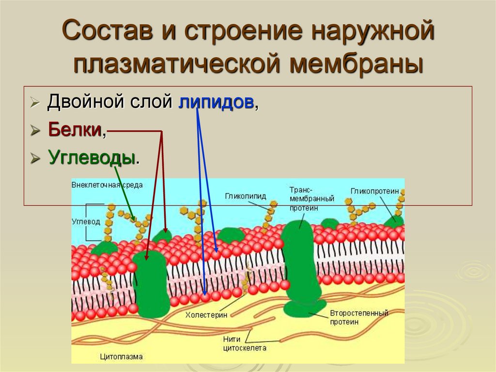 Части мембраны клетки. Структура клетки плазматическая мембрана. Состав и строение наружной плазматической мембраны. Строение наружной клеточной мембраны. Плазмалемма (плазматическая мембрана) строение и функции.