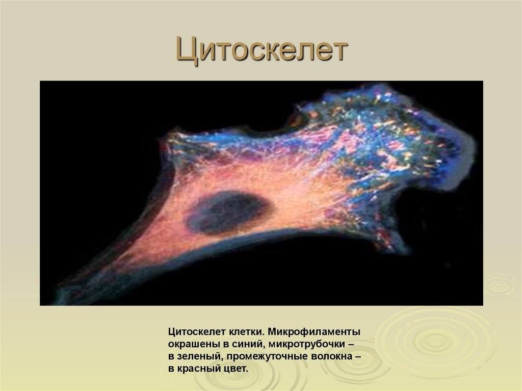 Цитоскелет