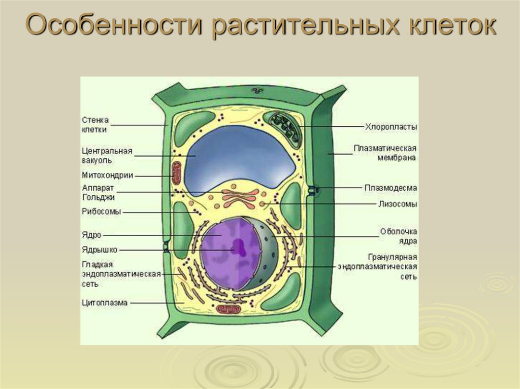 Как нарисовать растительную клетку