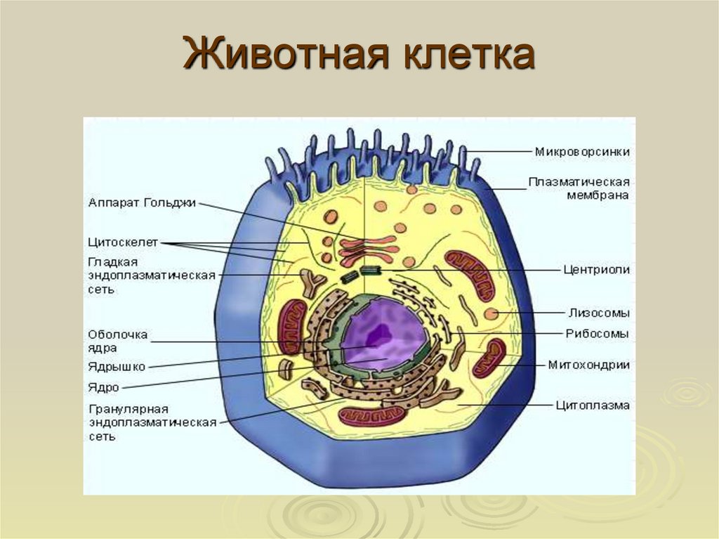 Мембрана клетки фото