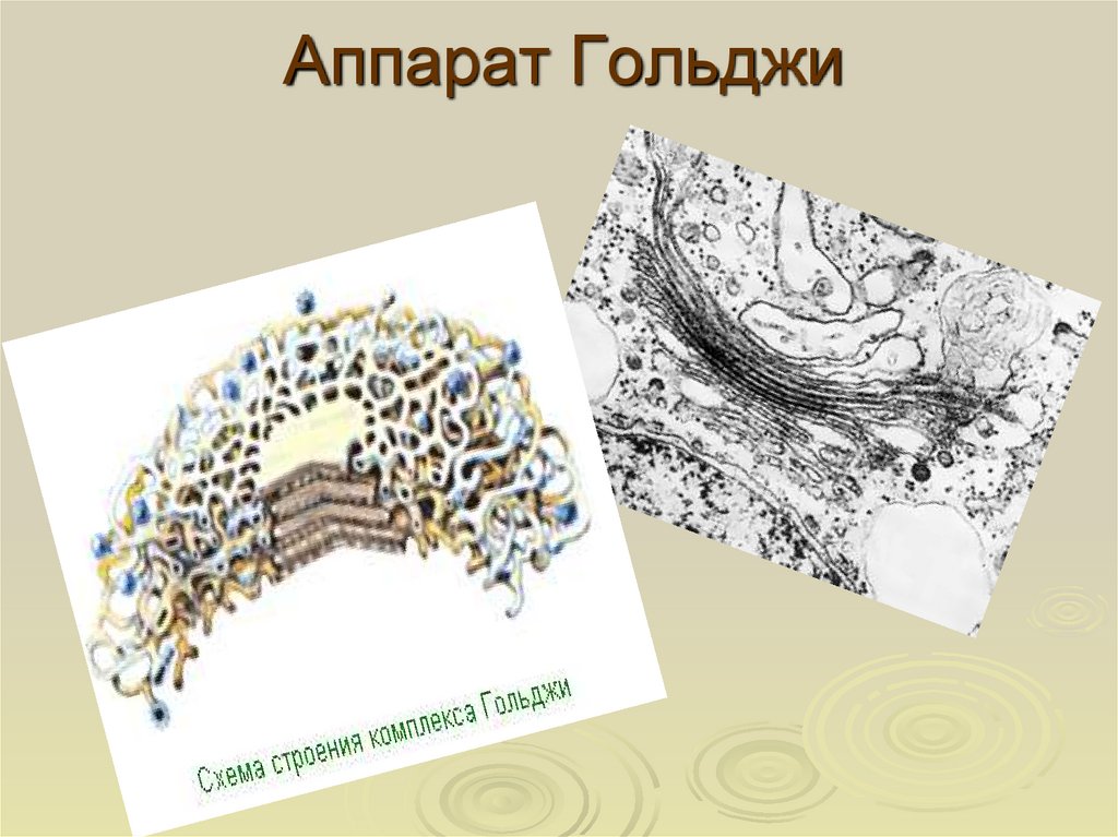 Рисунок гольджи. Аппарат Гольджи 1900. Аппарат Гольджи рисунок. Аппарат Гольджи в разрезе. Аппарат Гольджи строение под микроскопом.