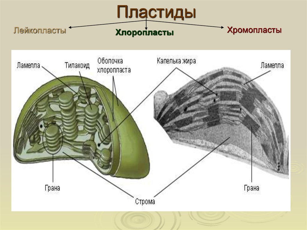 Плазматическая мембрана рисунок