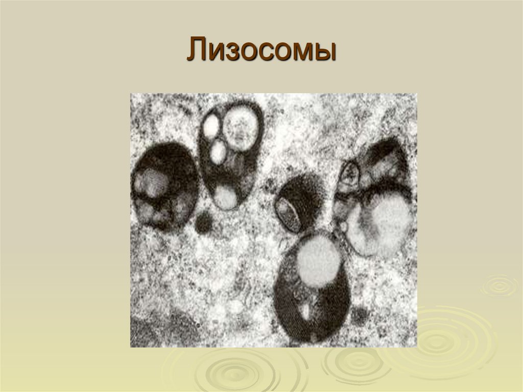 В лизосомах происходят реакции. Строение структура лизосомы. Лизосомы рисунок. Лизосомы схема. Рисунок лизосомы клетки.
