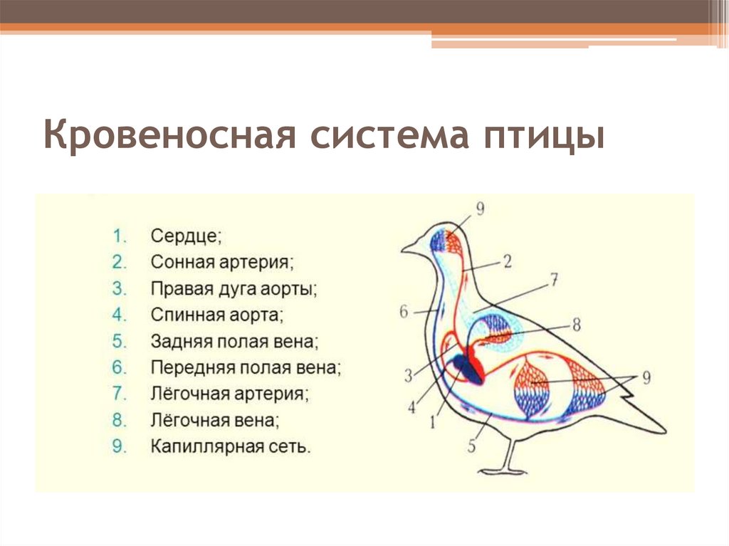 Кровеносная система птиц. Строение кровеносной системы голубя. Появление теплокровности у птиц