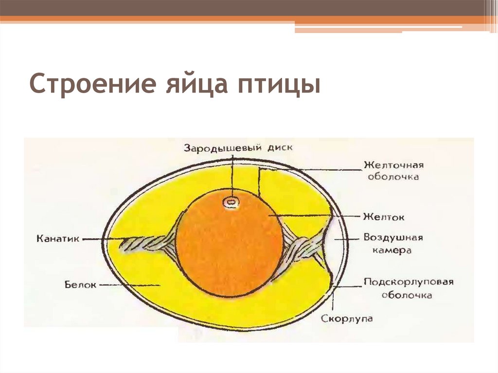 Рассмотрите изображение яйца птиц укажите элементы строения которые отмечены цифрами