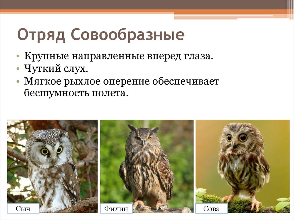 Отряд совообразные виды. Отряд Совообразные представители. Признаки совообразных. Совы общая характеристика. Совообразные птицы представители.