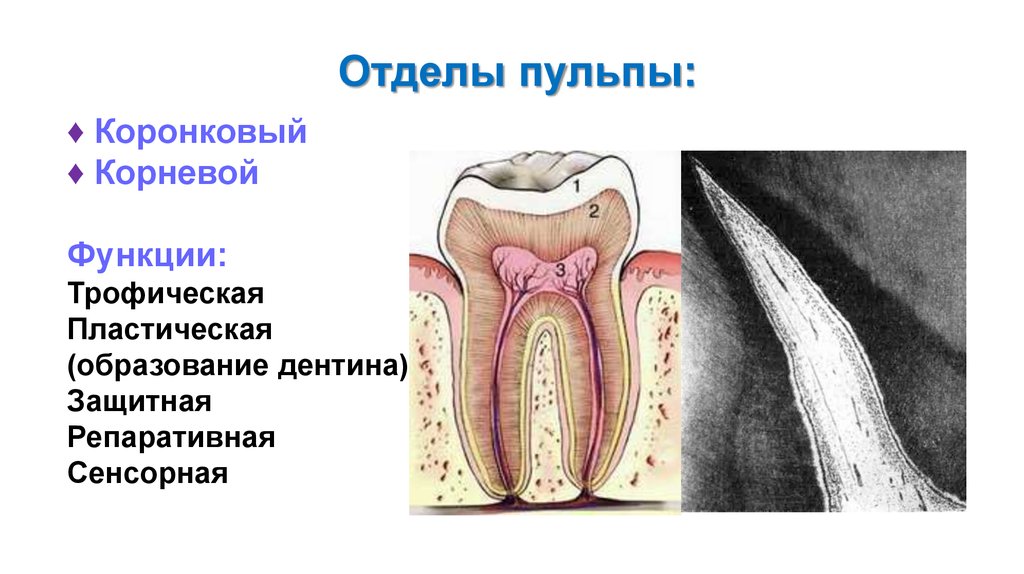 Пульпа зуба презентация