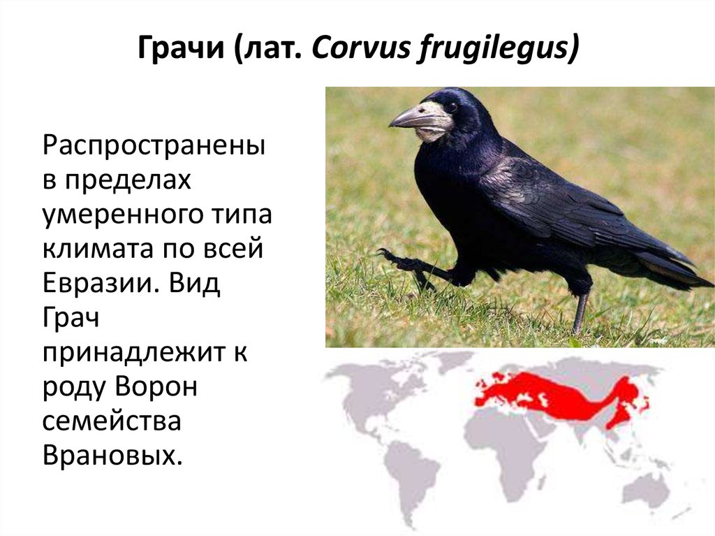 Разница между воронами и воронами. Грач и ворона.