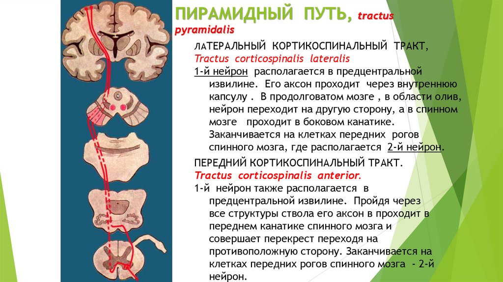 Схема пирамидальных путей