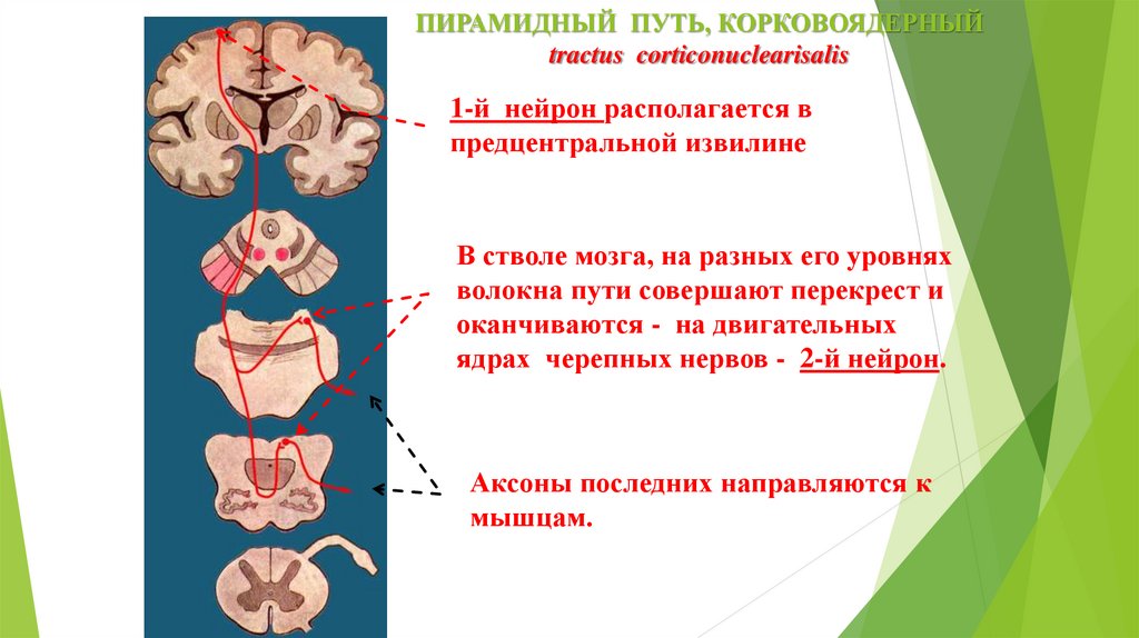 Пирамидная система презентация