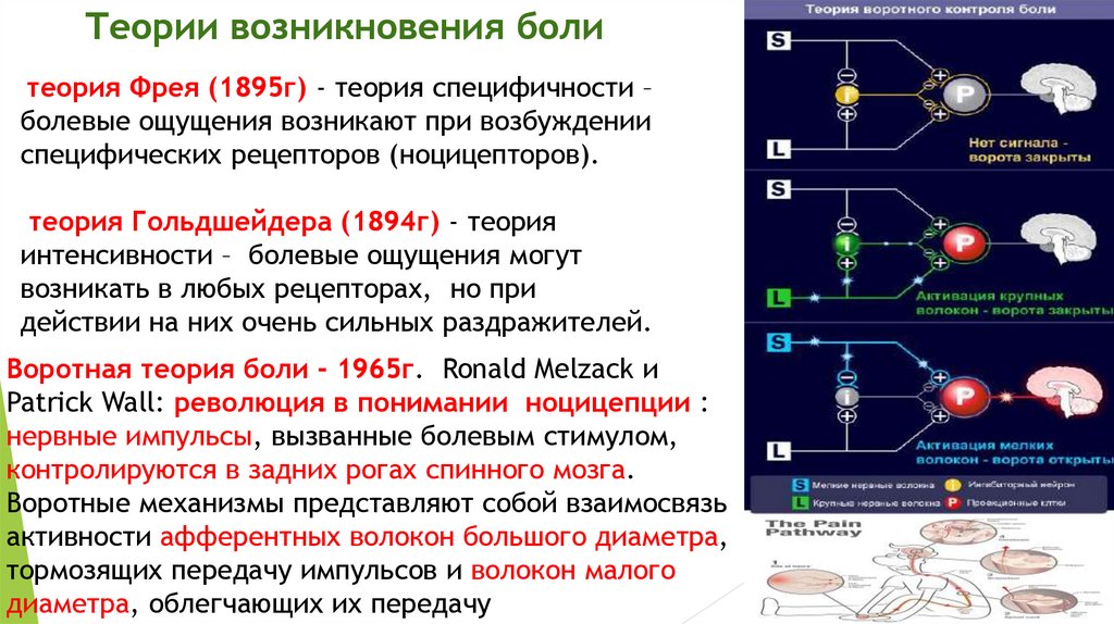 Центральные механизмы ноцицепции презентация