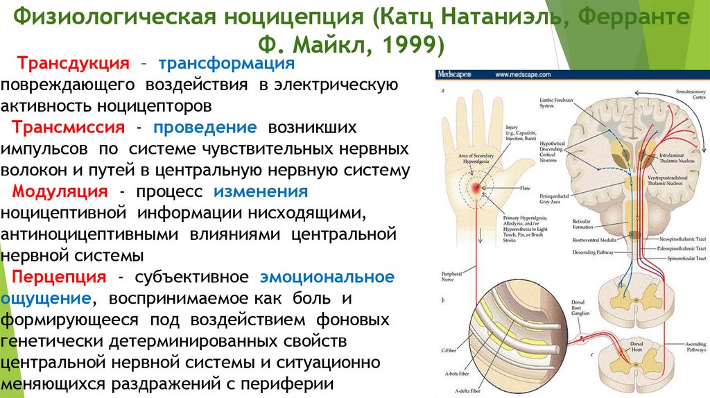 Центральные механизмы ноцицепции презентация