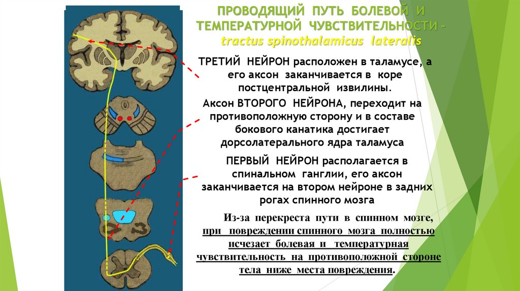 Передний спиноталамический путь схема