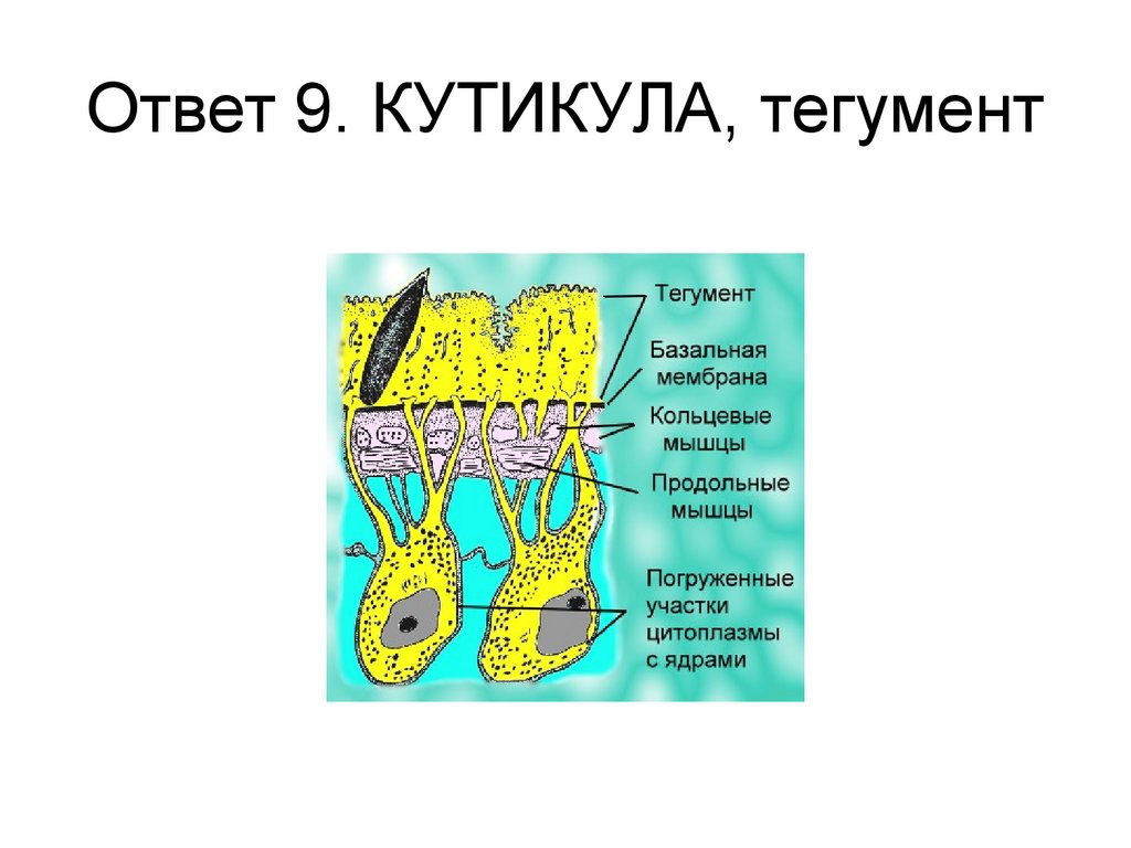 Тегумент ленточного червя рисунок с подписями