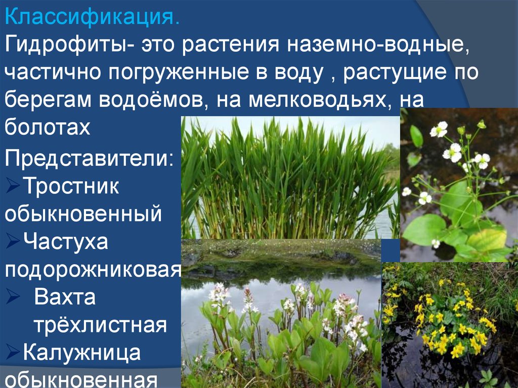 Какие растения в воде. Тростник обыкновенный гидрофит. Гидрофиты гидрофиты гидрофиты. Гидрофиты — это растения наземно-водные.. Гидрофиты это в биологии.