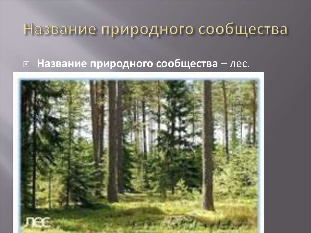 Почему лес природное сообщество. Название природного сообщества. Природное сообщество леса. Название природного сообщества леса. Название природного сообщества – лес..