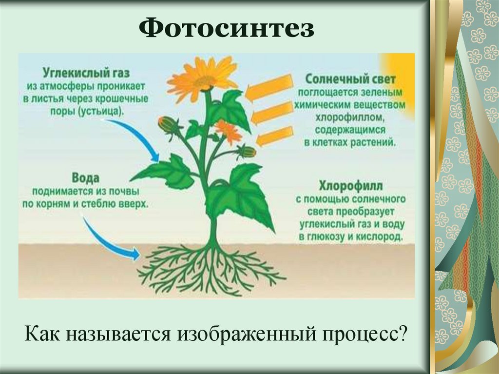 Задания фотосинтез ЕГЭ биология. Фотосинтез ЕГЭ биология. Творческие задания по биологии 6 класс. Тест по фотосинтезу ЕГЭ.