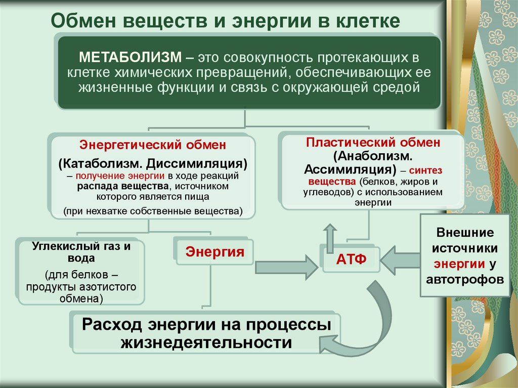 Обмен веществ и энергии. Обмен веществ и энергии в клетке энергетический обмен в клетке. Обмен веществ и превращение энергии в клетке. Обмен веществ и превращение энергии в клетке пластический обмен. Процессы обмена веществ 9 класс.