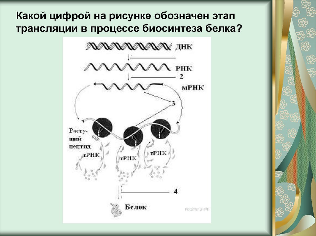 Каким номером на рисунке обозначена. Биосинтез белка ЕГЭ биология 2023. Каким номером на схеме обозначен результат процесса трансляции. Какой цифрой на рисунке обозначен белок. Задания ЕГЭ биология по темам Биосинтез белка.