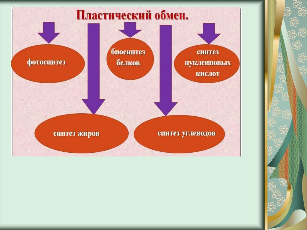 Основной обмен веществ презентация