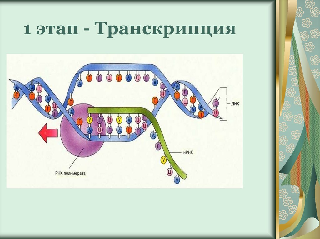 Общая схема транскрипции