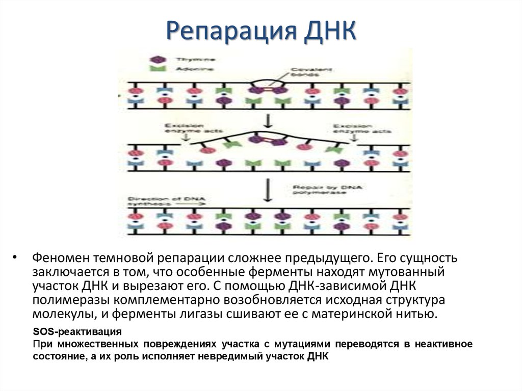 Разрыв цепи днк. Репарация биохимия схема. Схема репарации ДНК биохимия. Репарация пострепликативная репарация. Механизмы репарации ДНК схема.